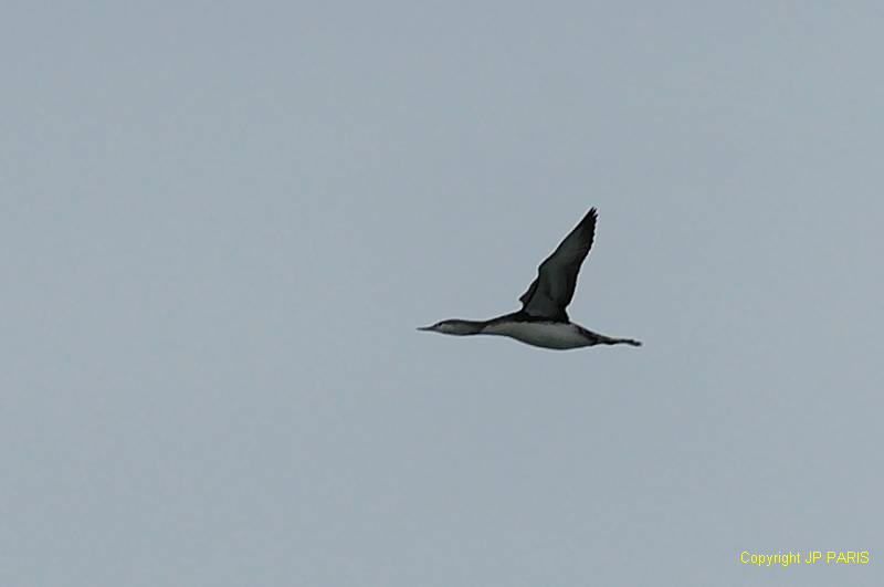 Gavia stellata